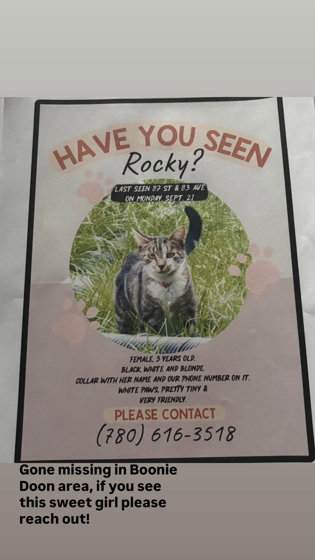 Lost Cat in Bonnie Doon