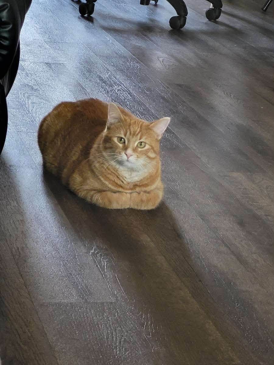 Lost Cat in Secord