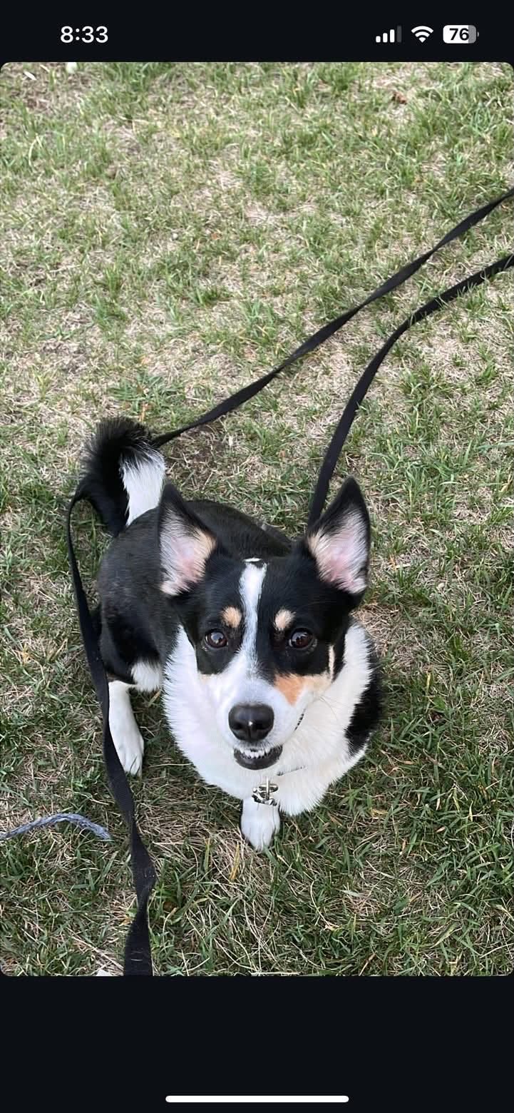 Lost dog
