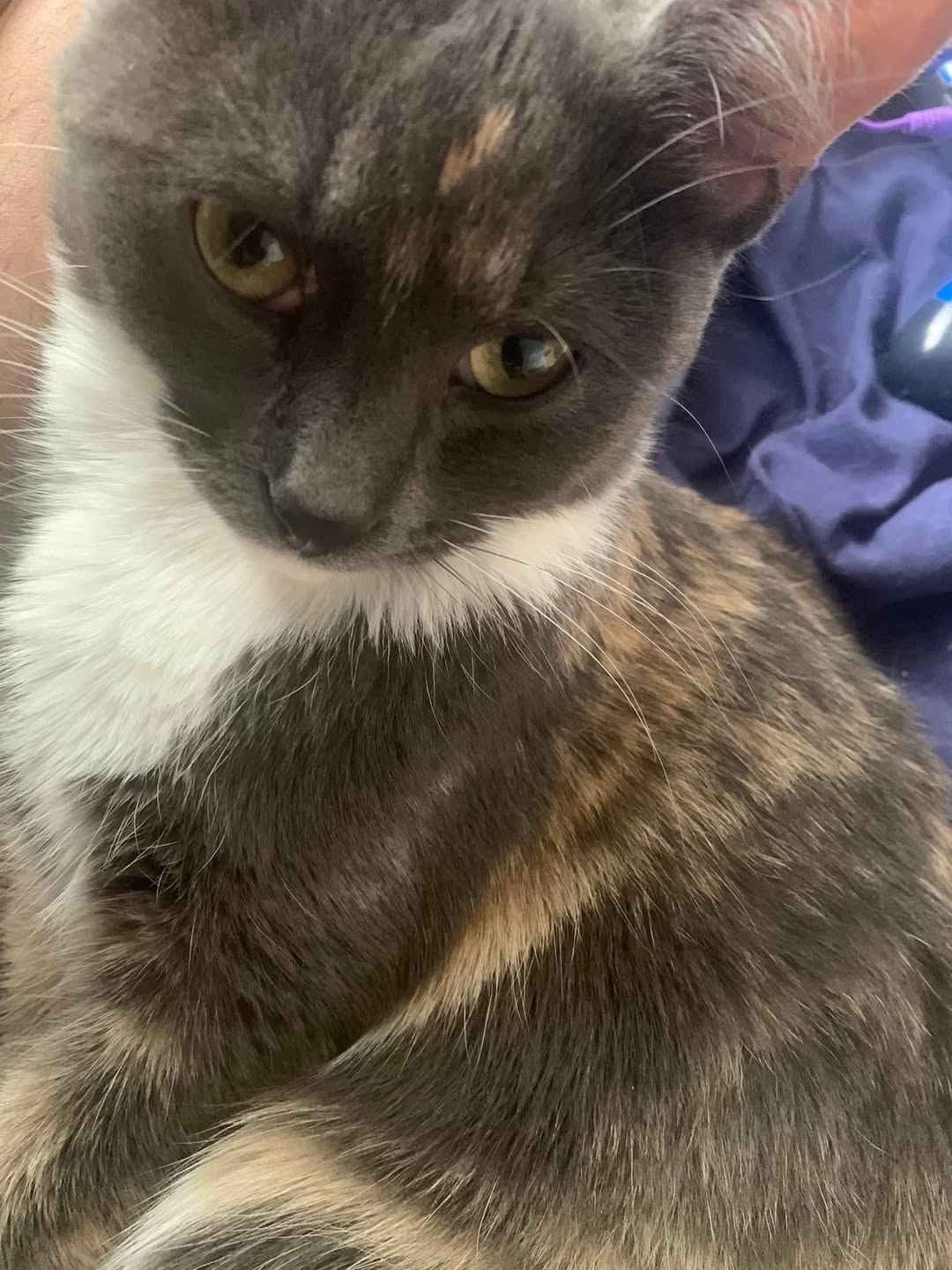 Lost Cat in Edmonton