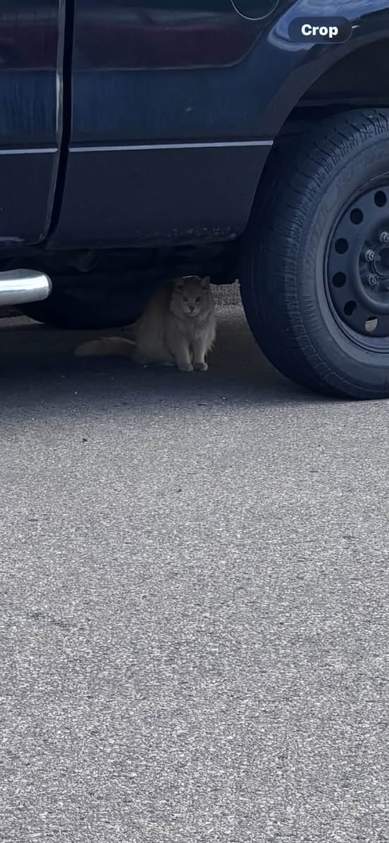 Found cat