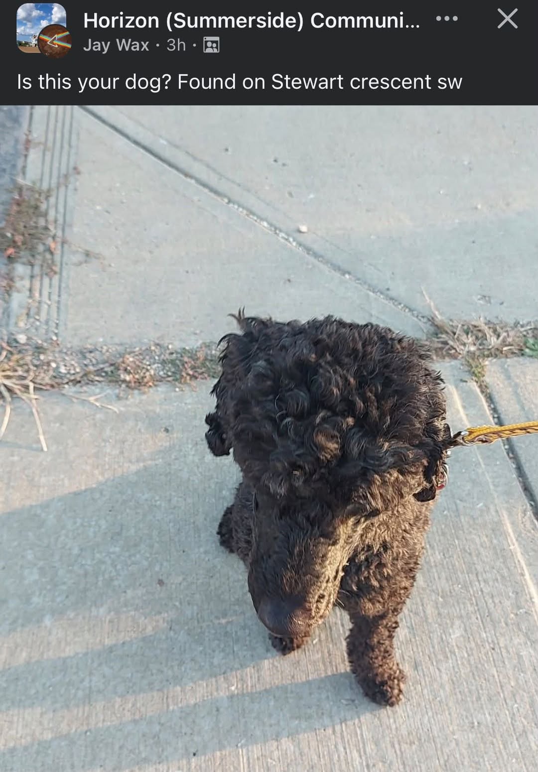 Found dog