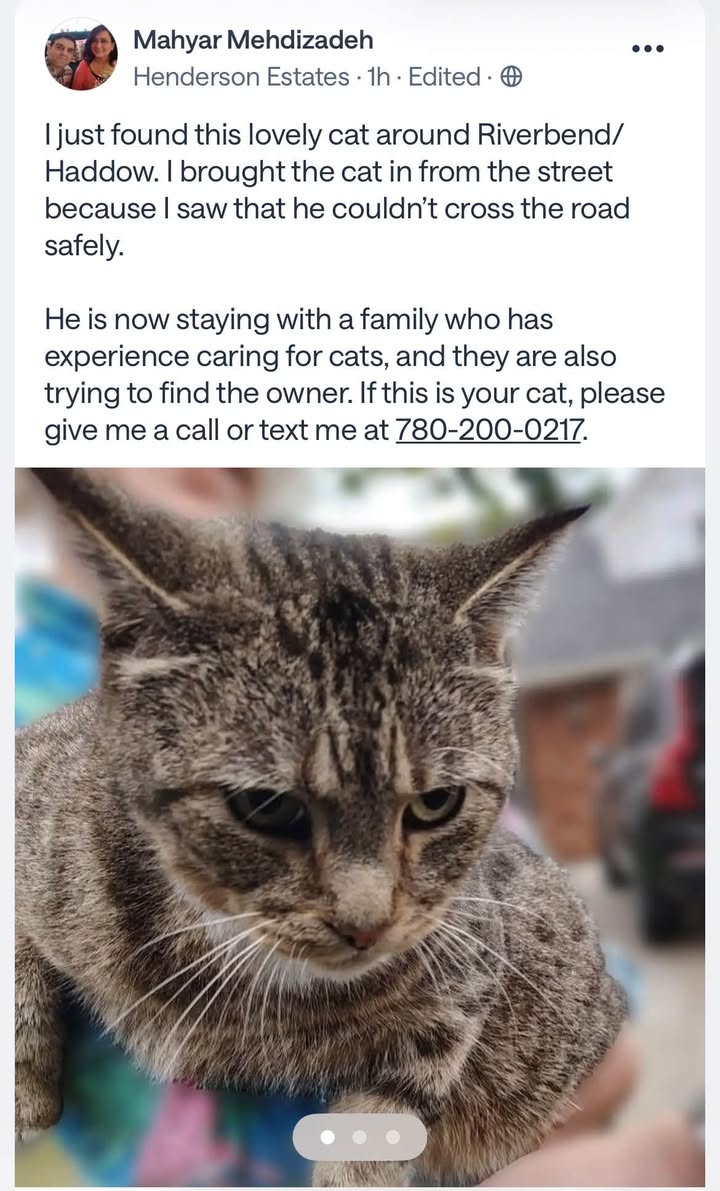 Found cat