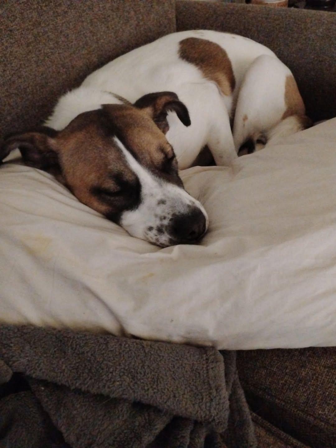 Lost dog