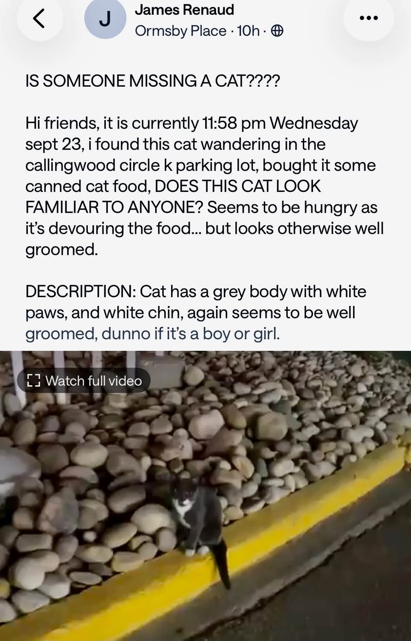 Found cat