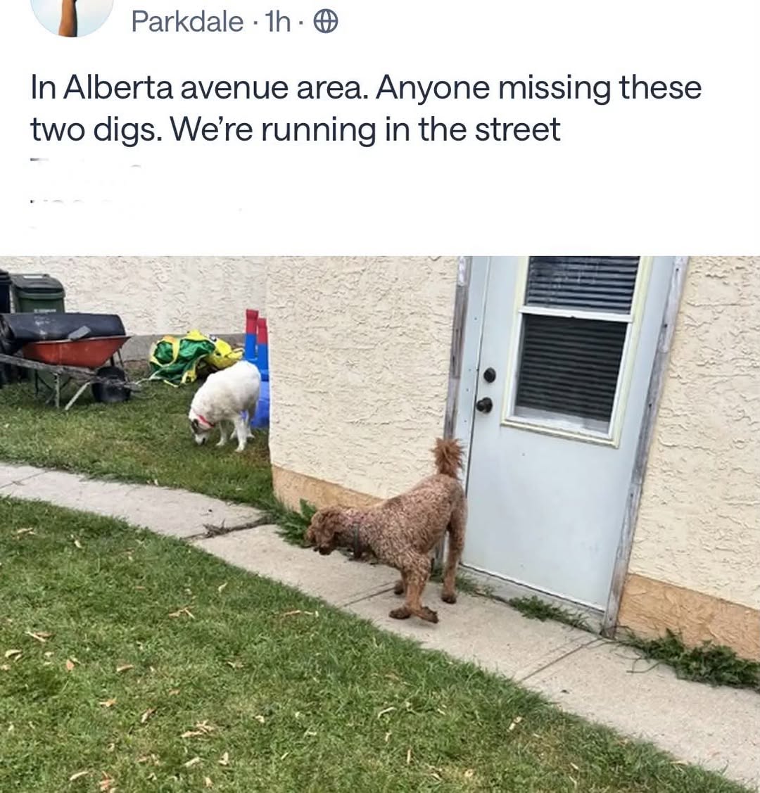 Found dog