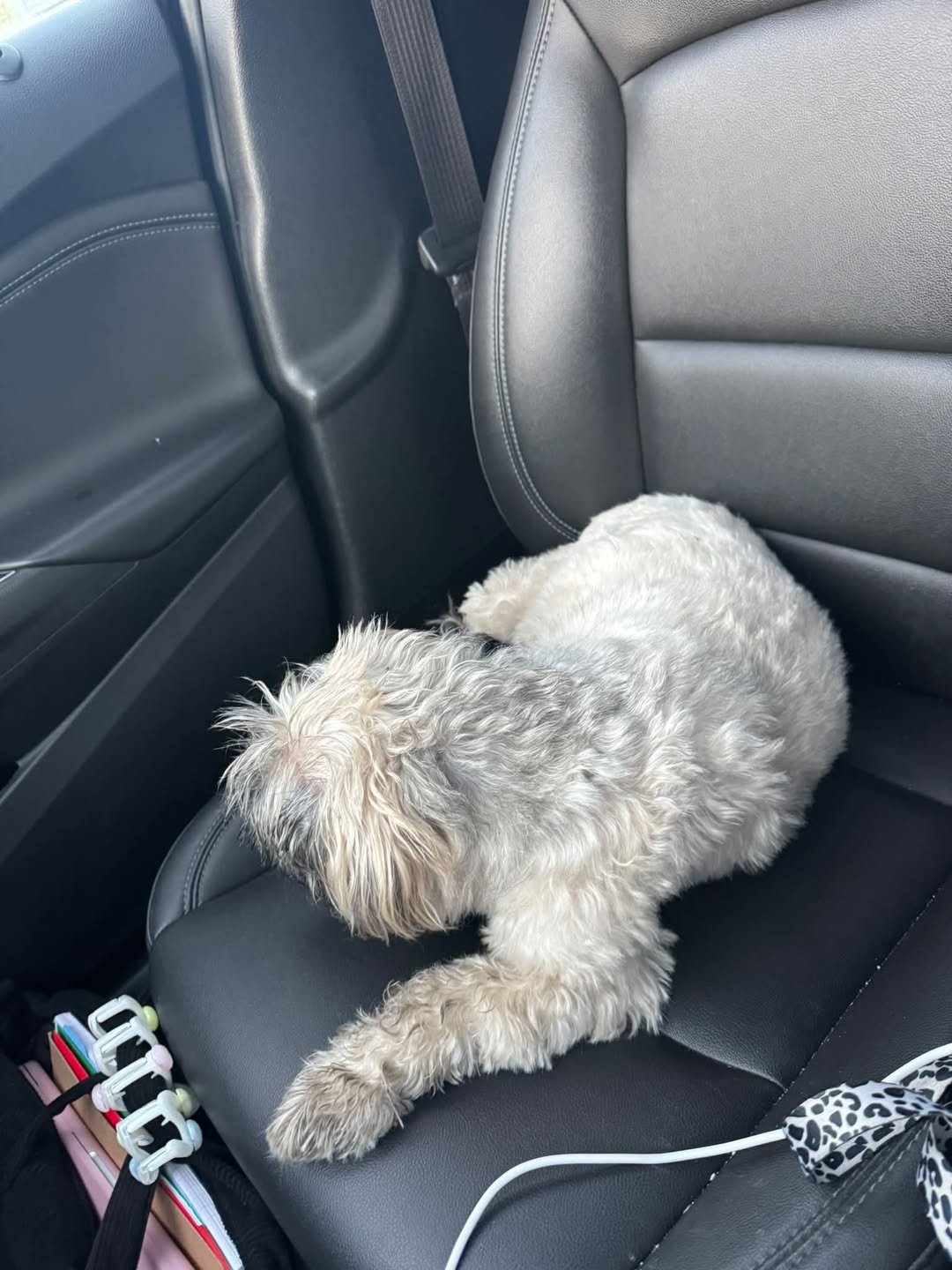 Found dog