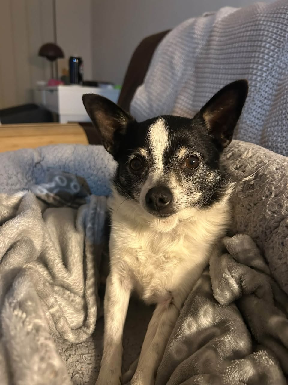 Found dog