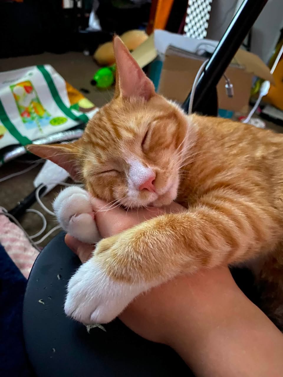 Found Cat in Australia