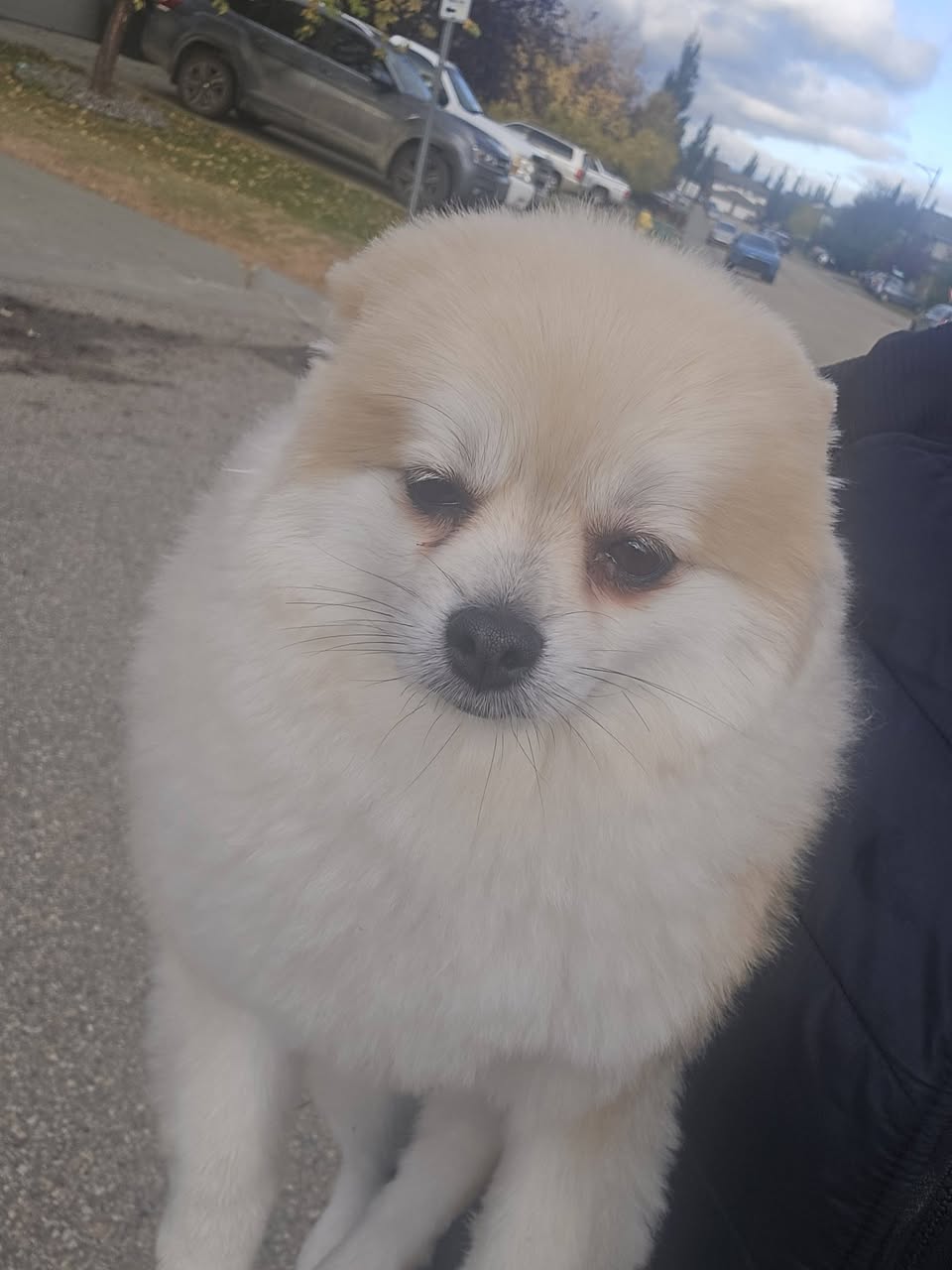 Found dog
