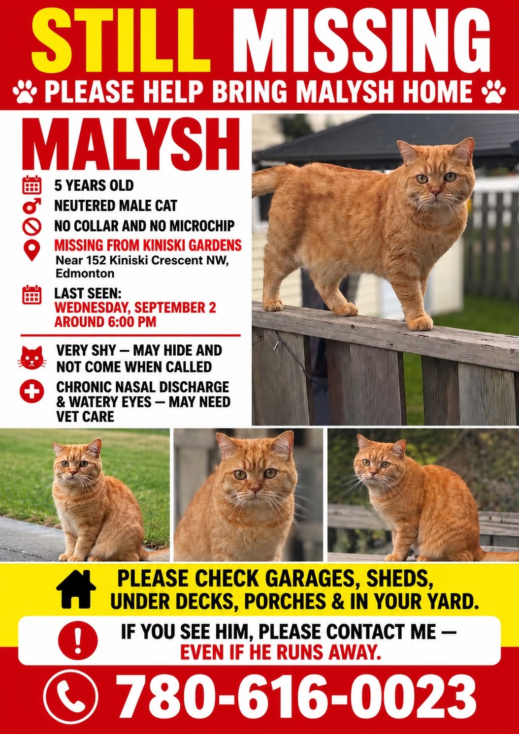 Lost Cat in Edmonton