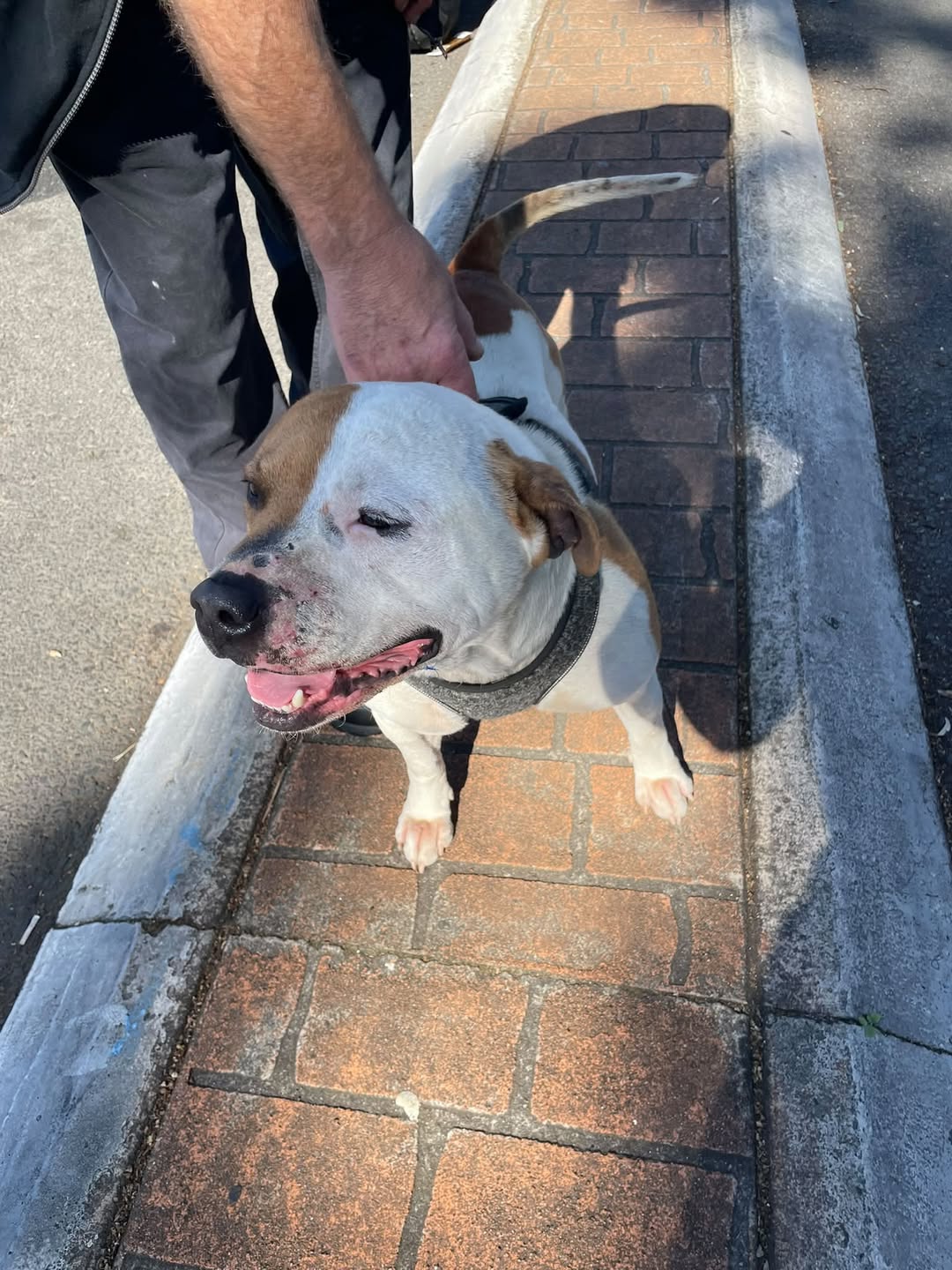 Found dog