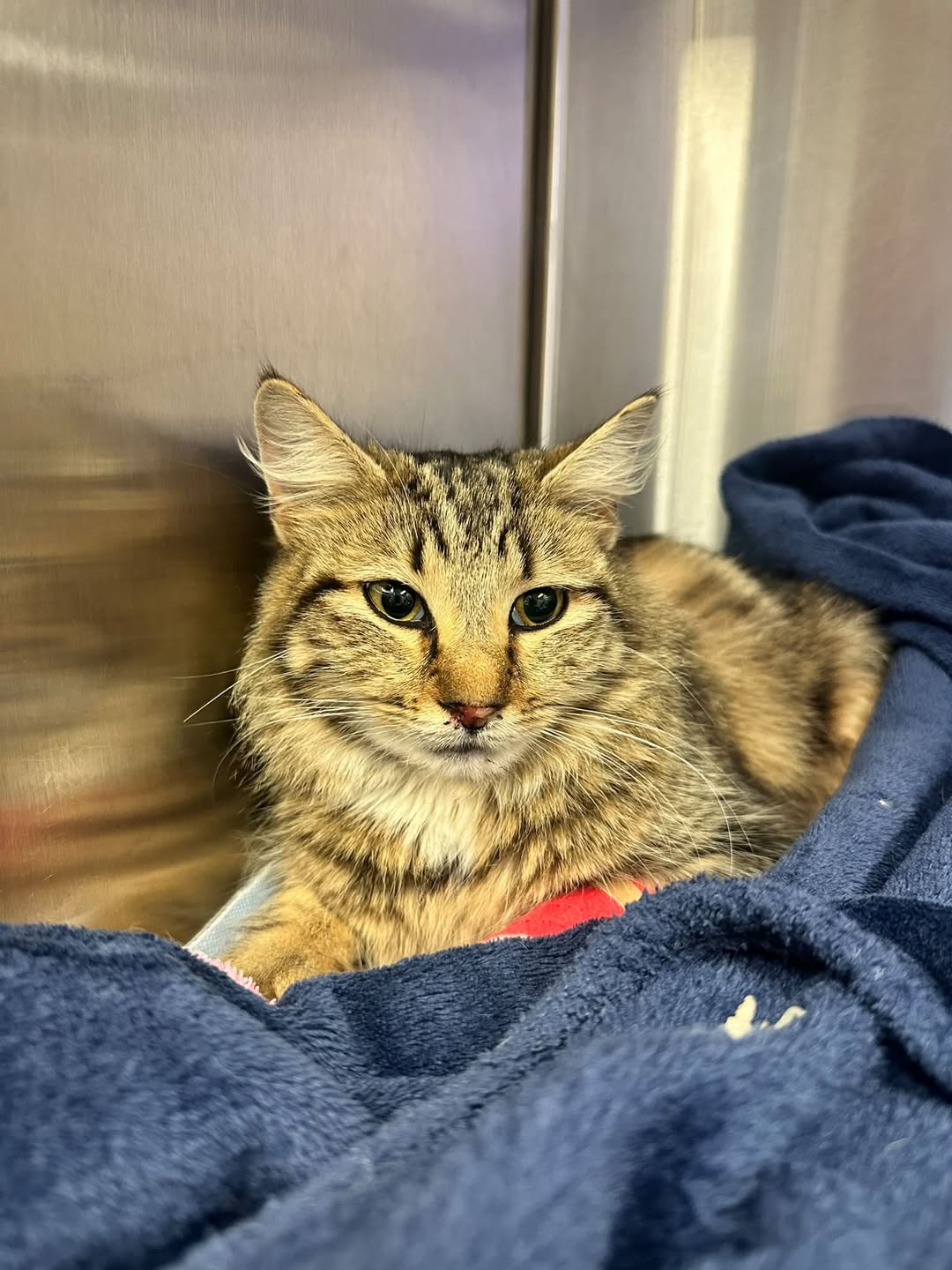 Found cat