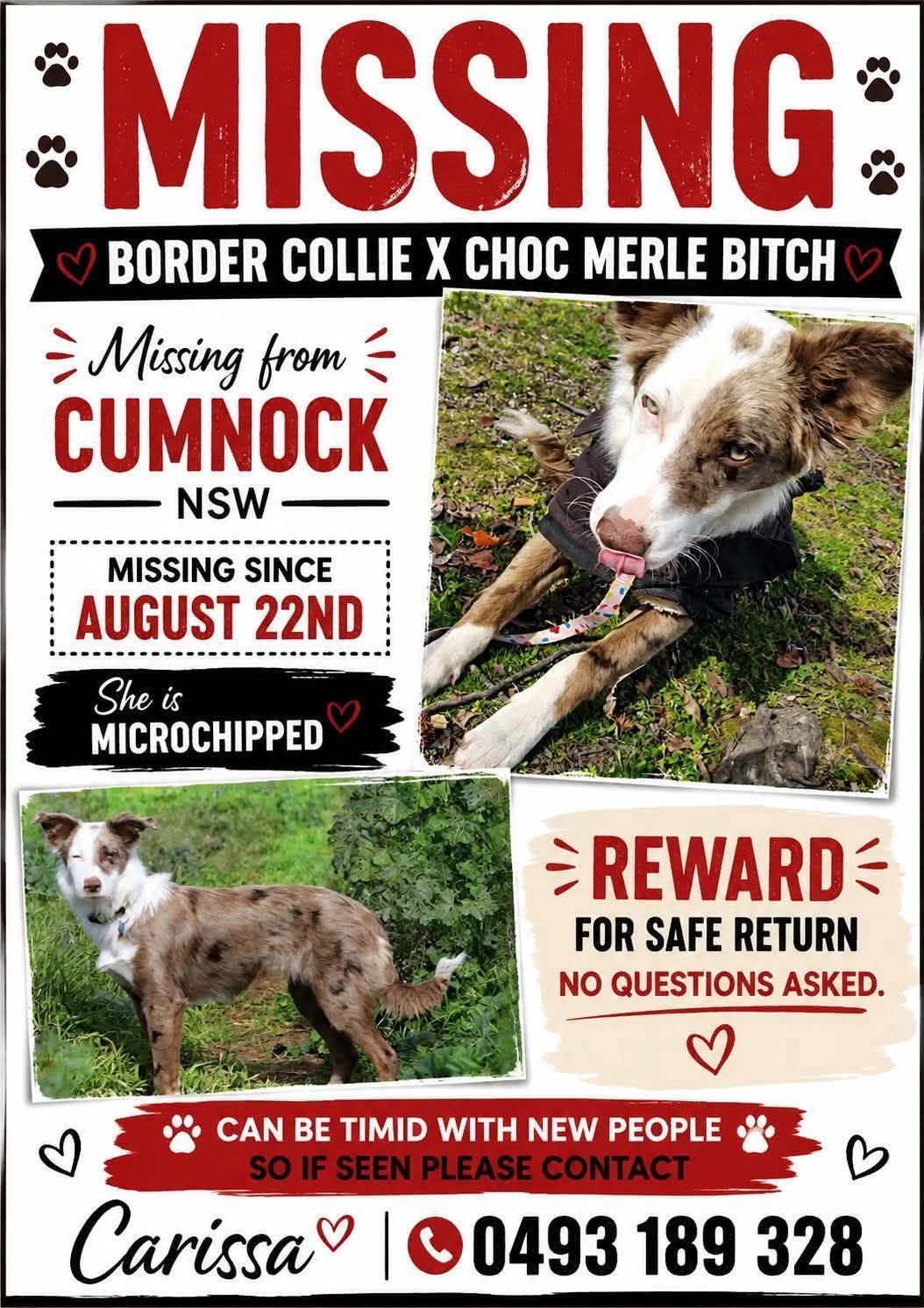Lost dog