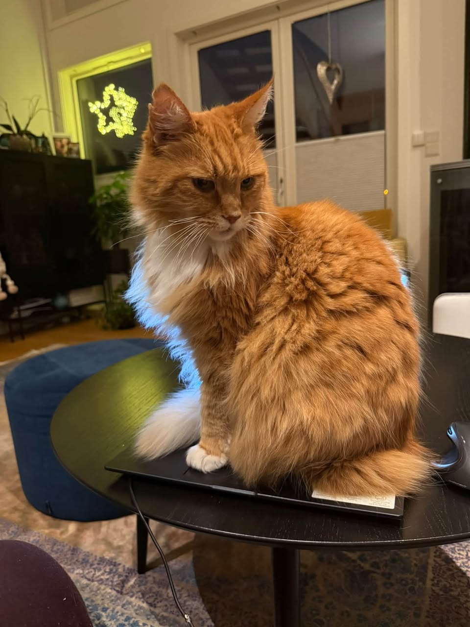 Lost cat