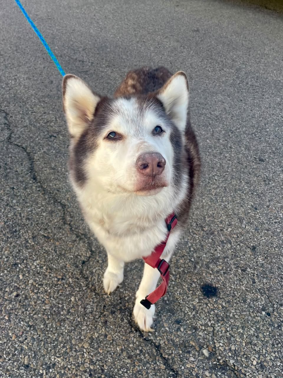 Found dog