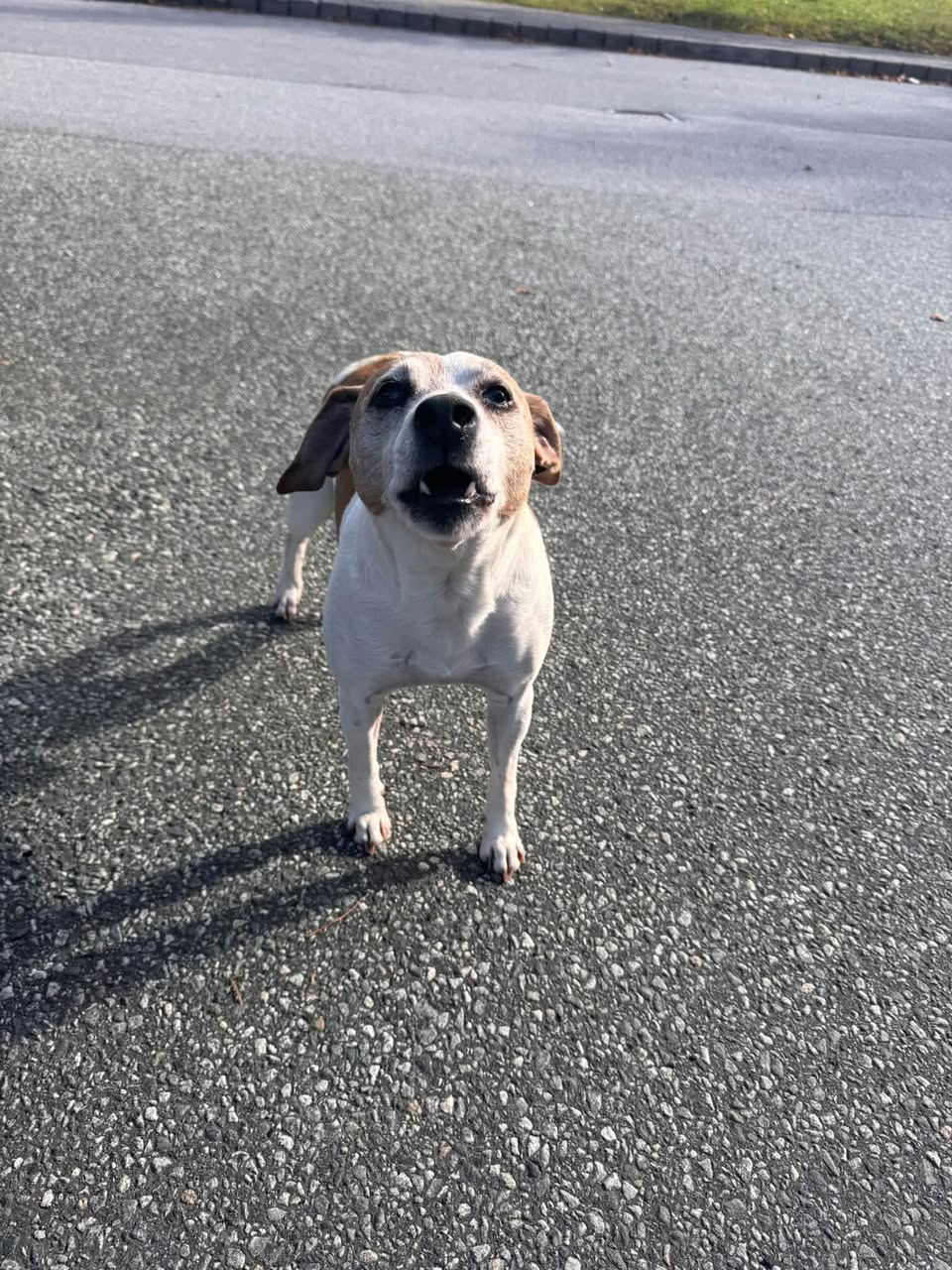 Found dog