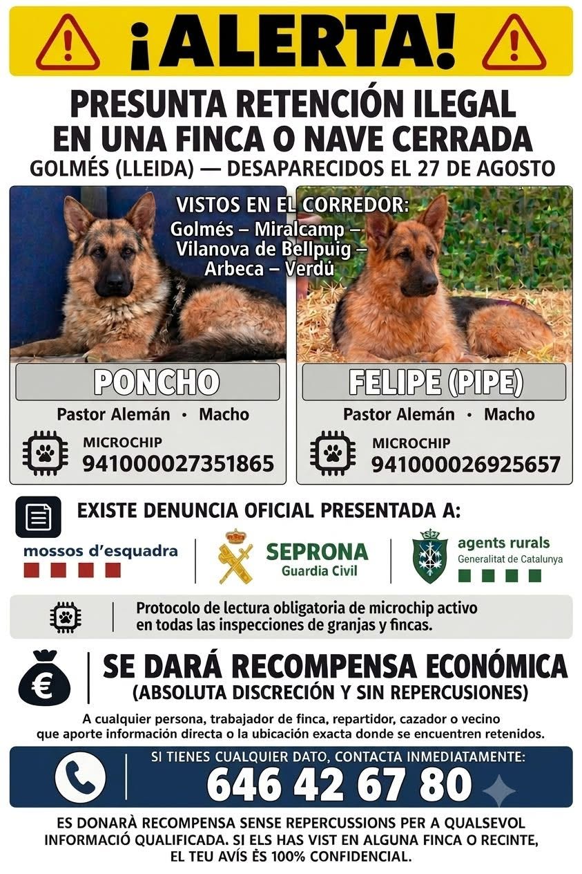 Lost dog