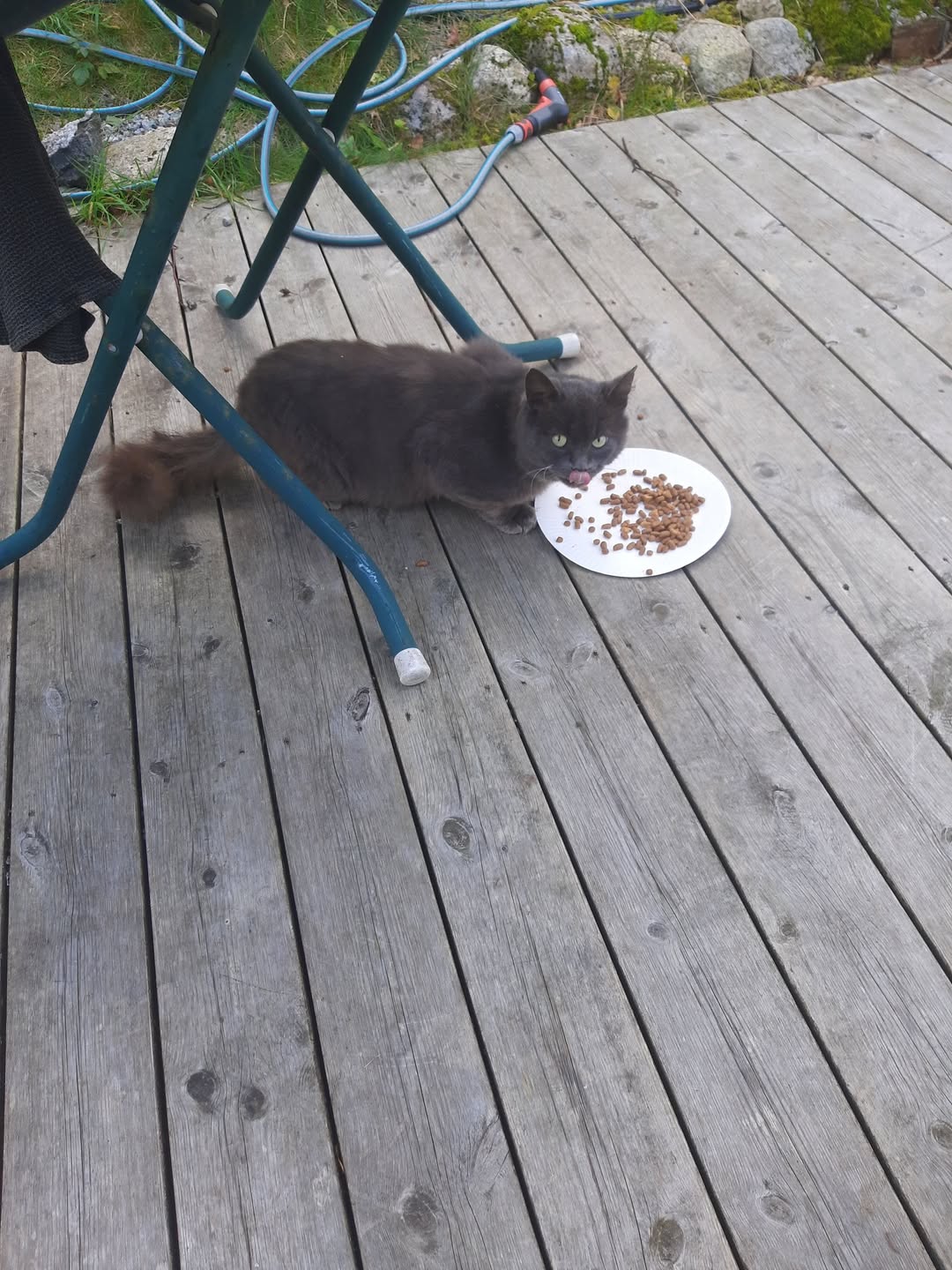 Found Cat in Rogaland