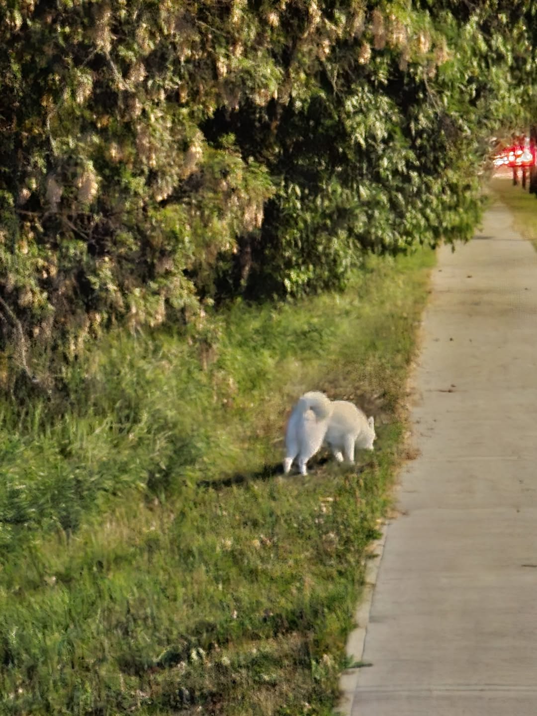 Found dog