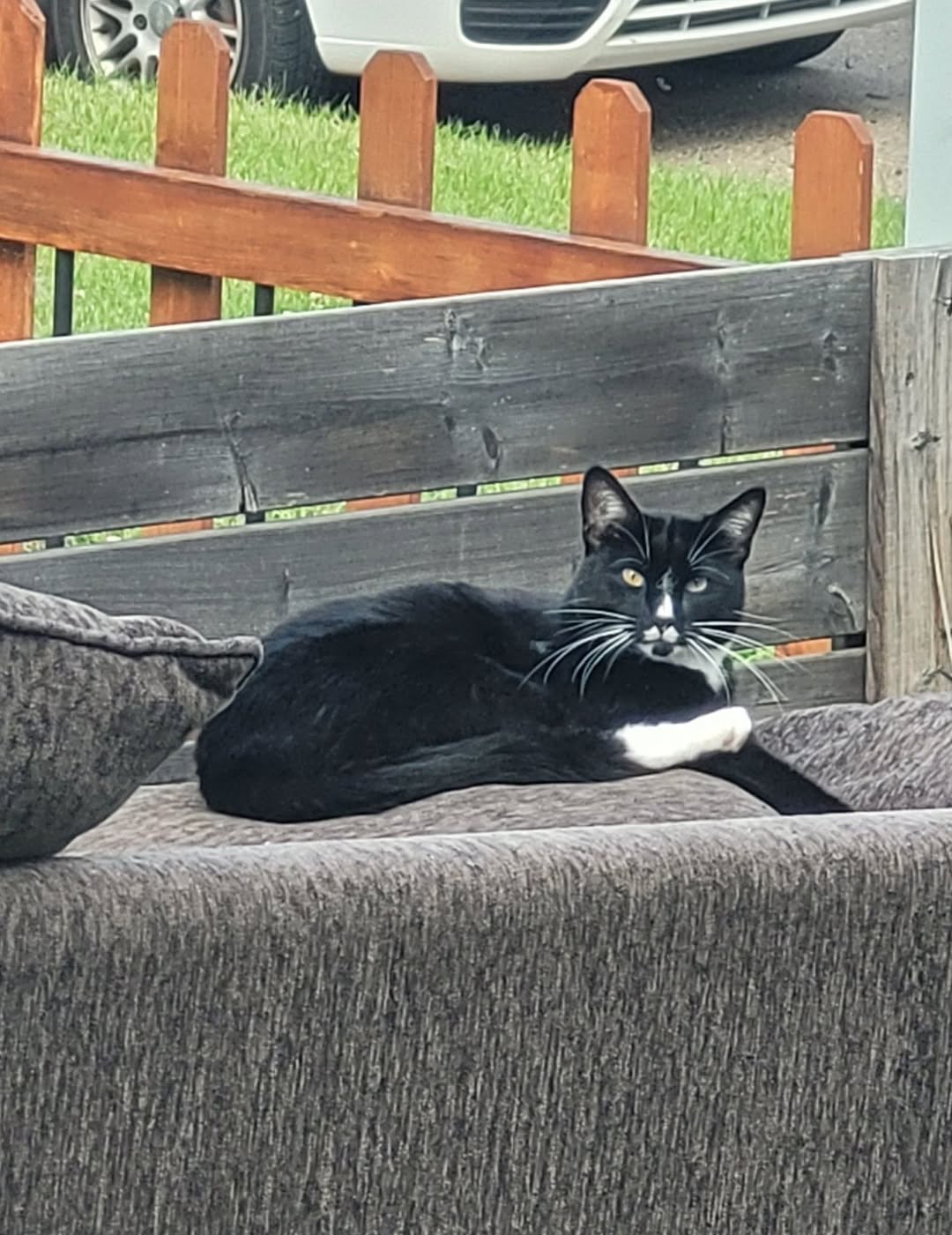 Lost Cat in Dunluce