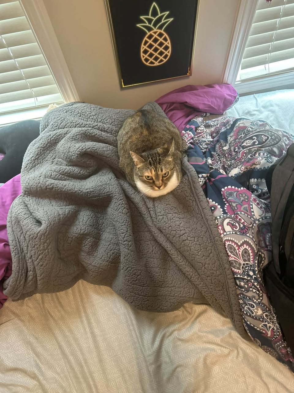 Lost Cat in Edmonton
