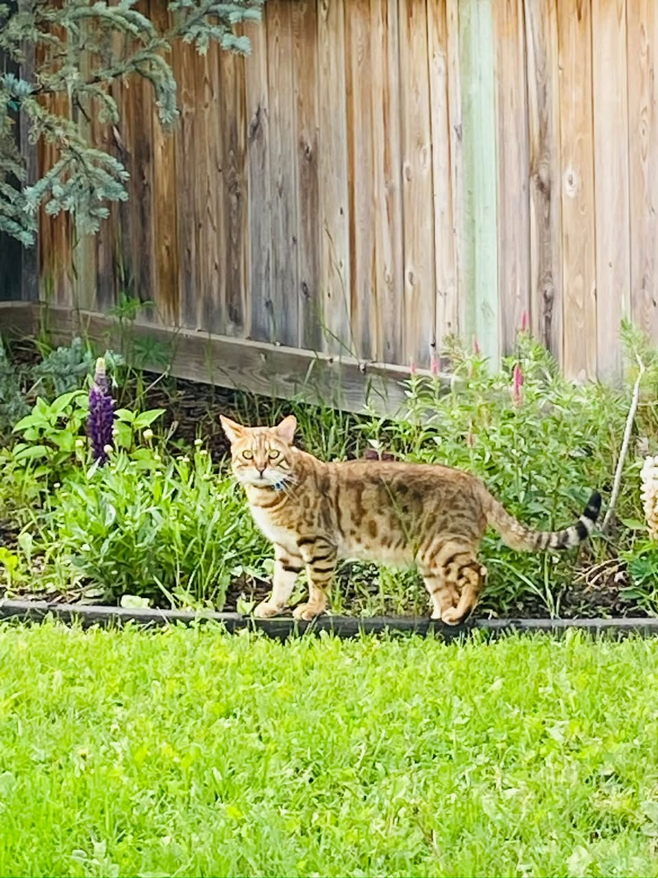 Lost Cat in Edmonton