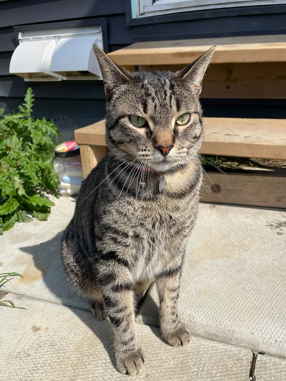 Lost Cat in Glenridding Ravine