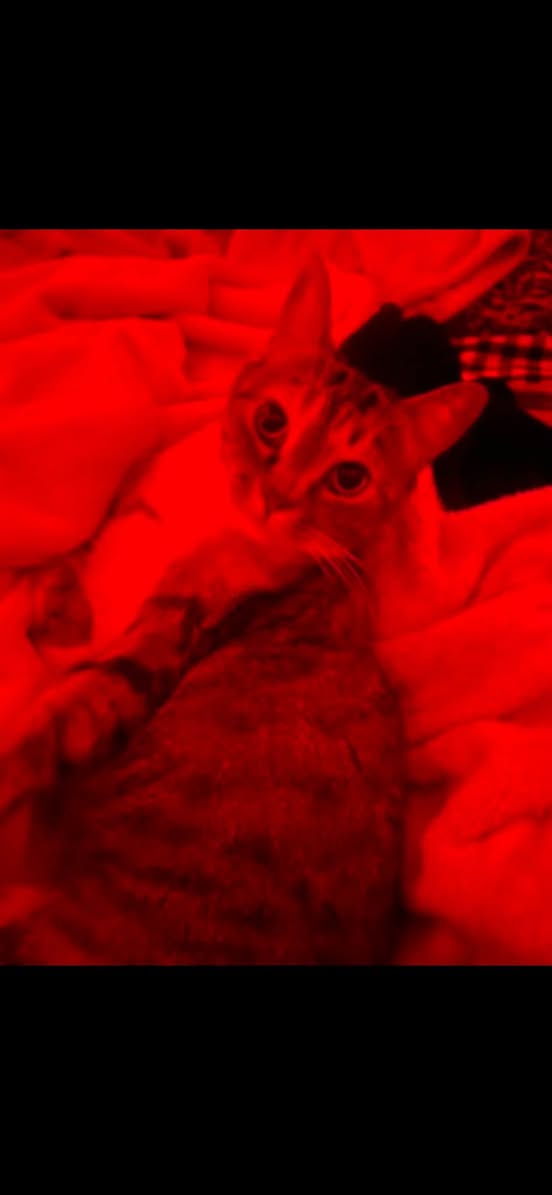 Lost Cat in Walker Lake
