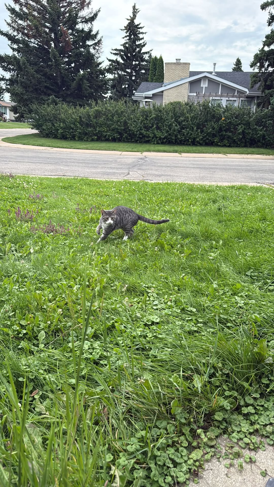 Lost cat