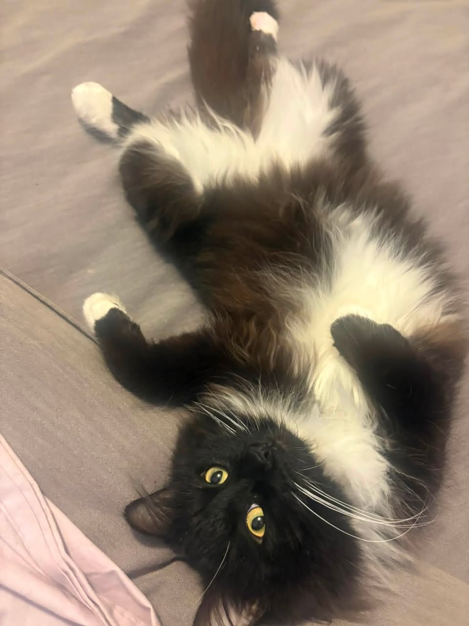 Found cat