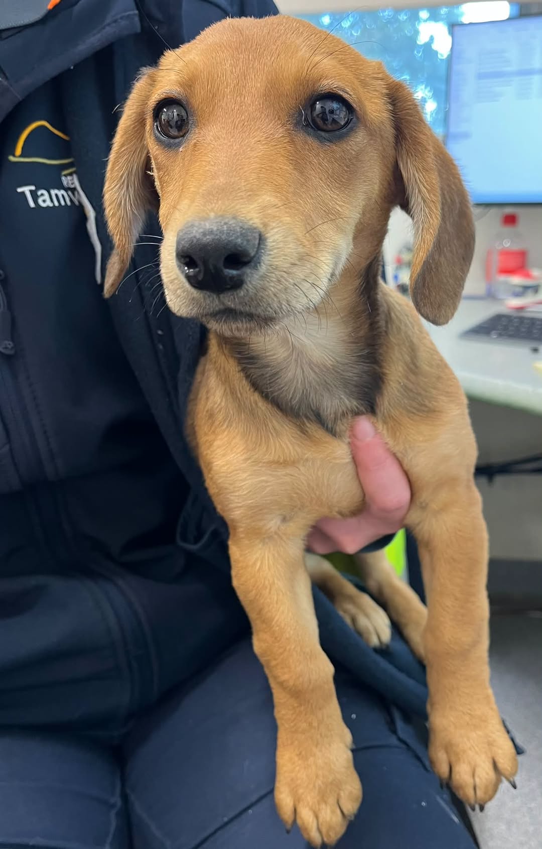 Found dog