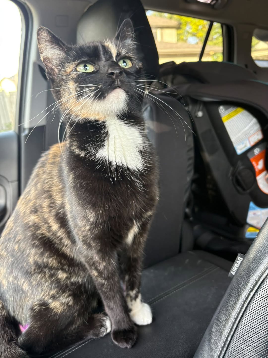 Found cat
