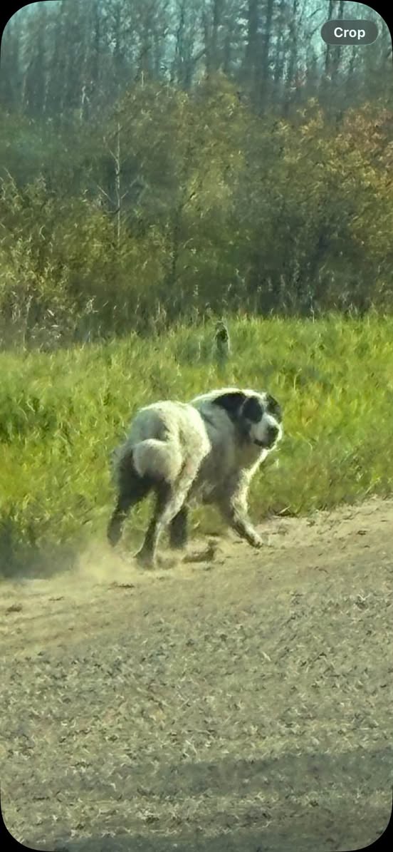 Found dog