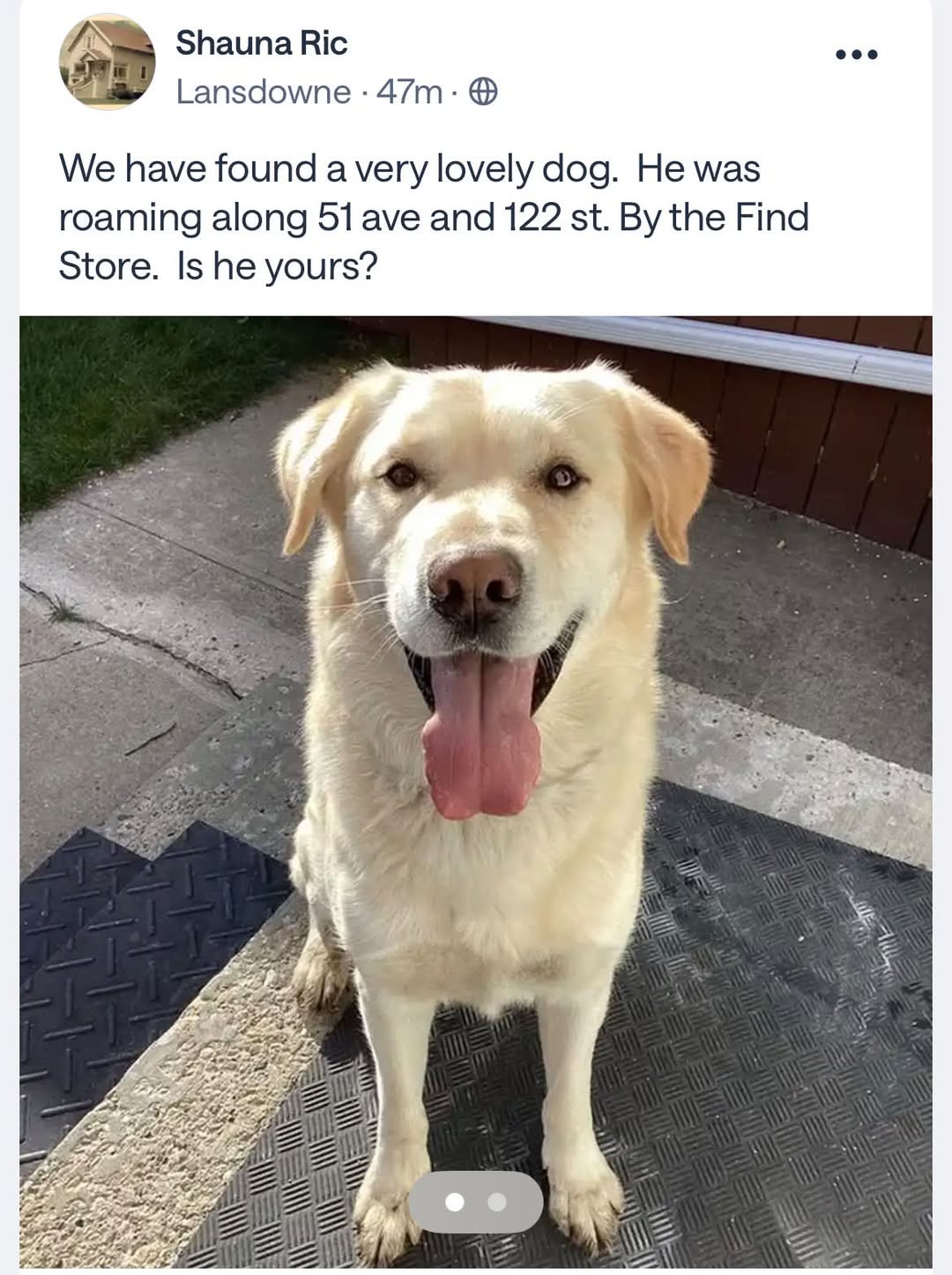 Found dog