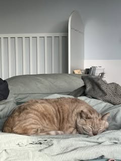 Lost Cat in Thorncliff