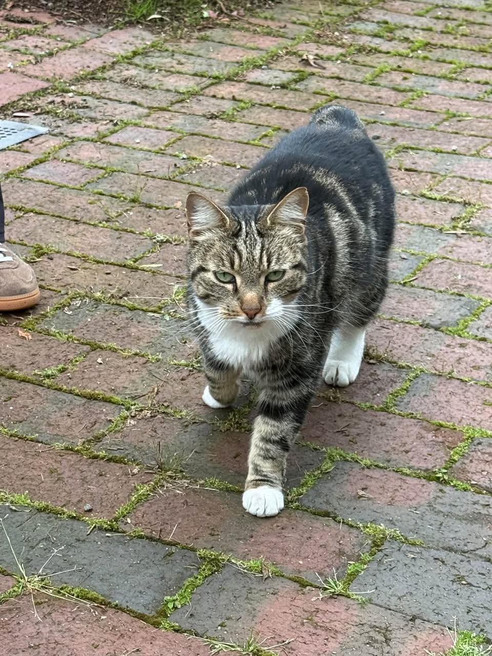 Found Cat in Rogaland