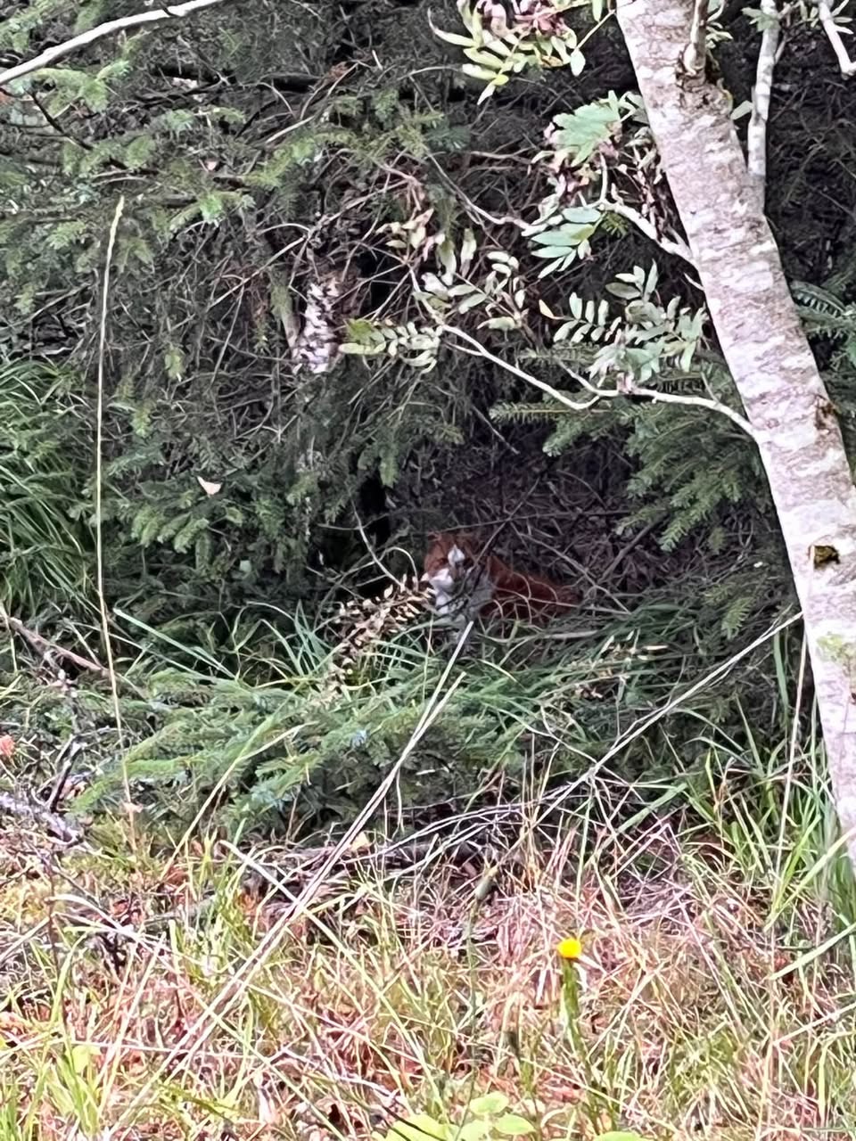 Found Cat in Haugesund