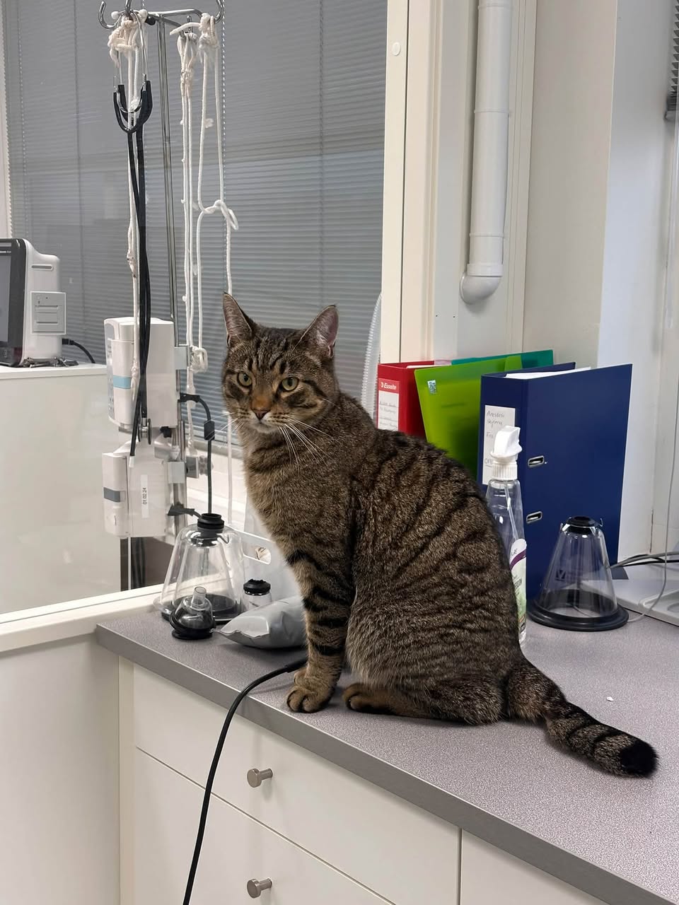 Found cat