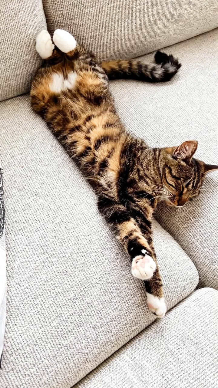 Lost Cat in Forus