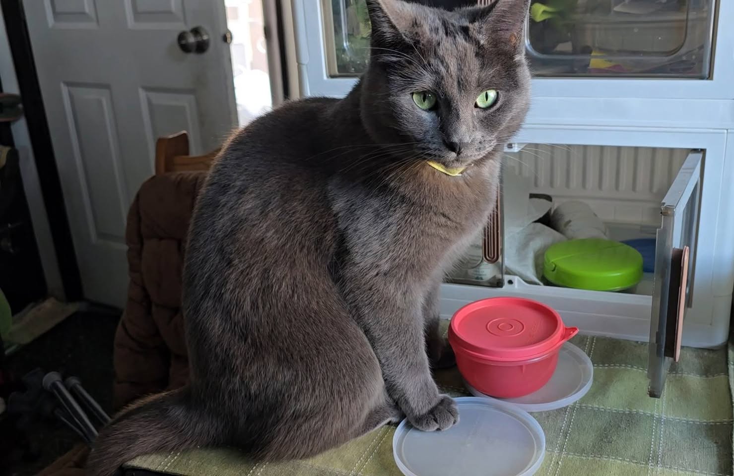 Lost cat