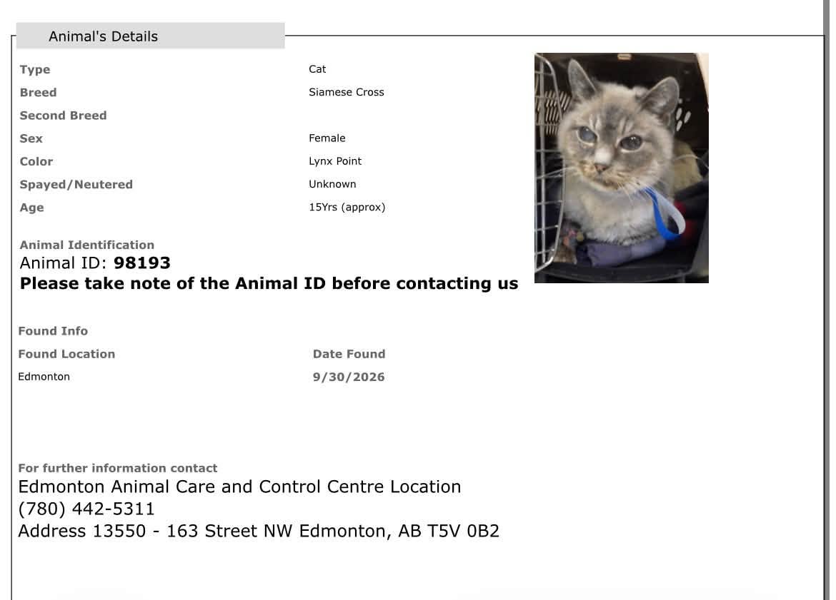 Found cat