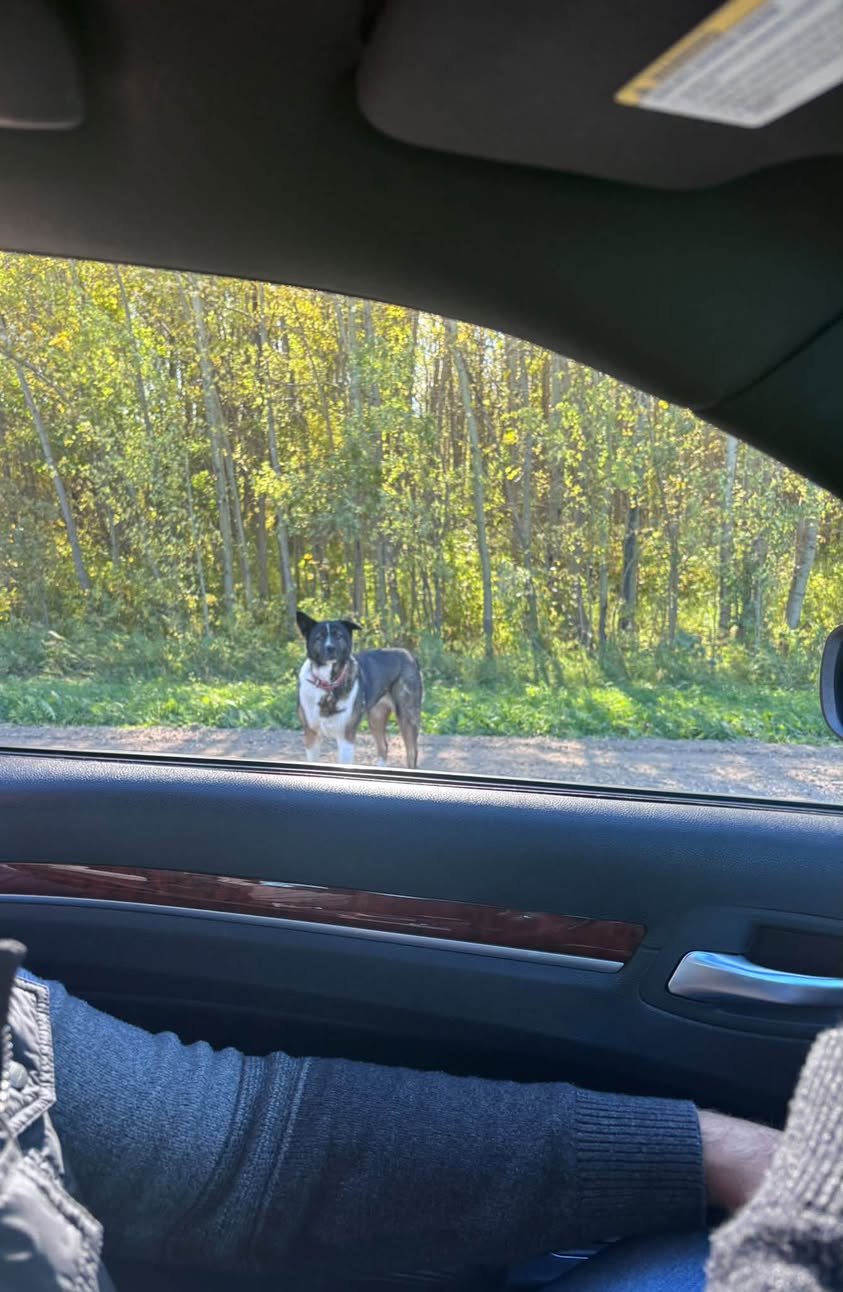Found dog