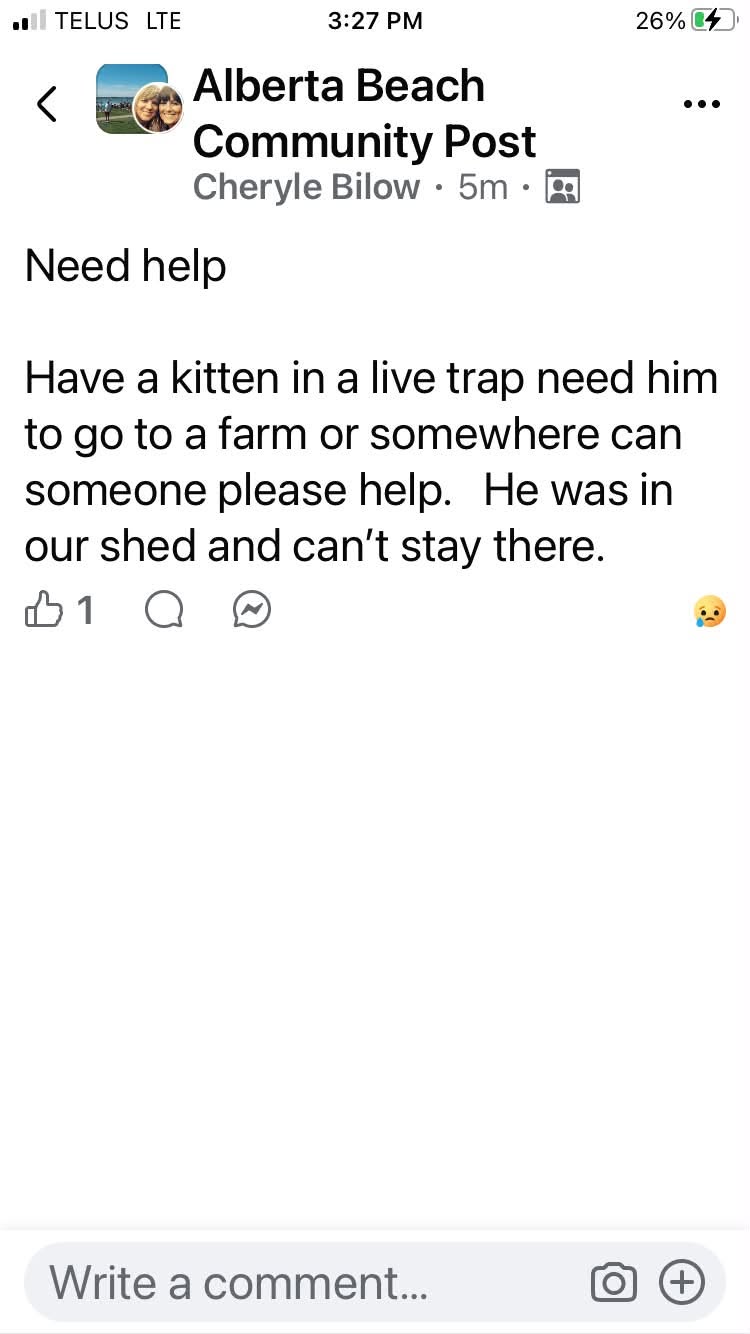 Found cat
