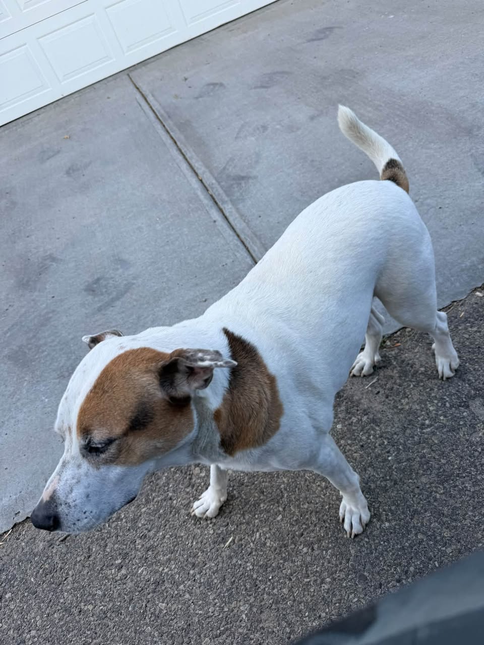 Found dog