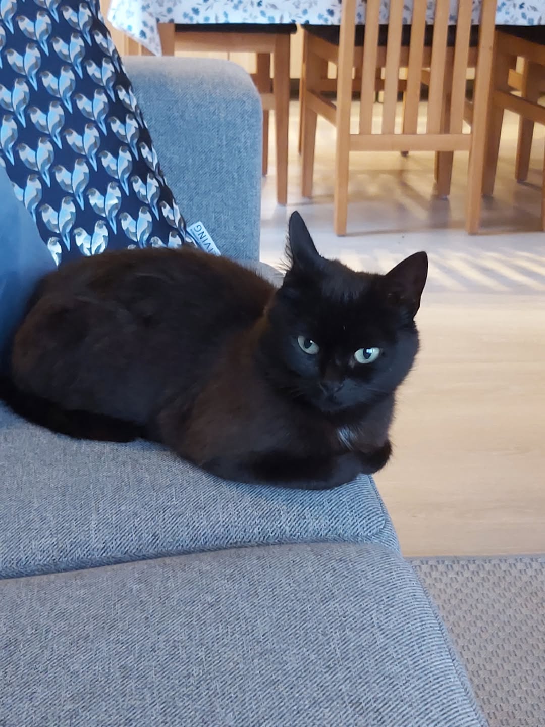Found cat