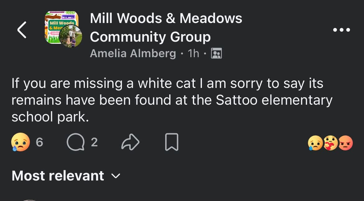 Found cat