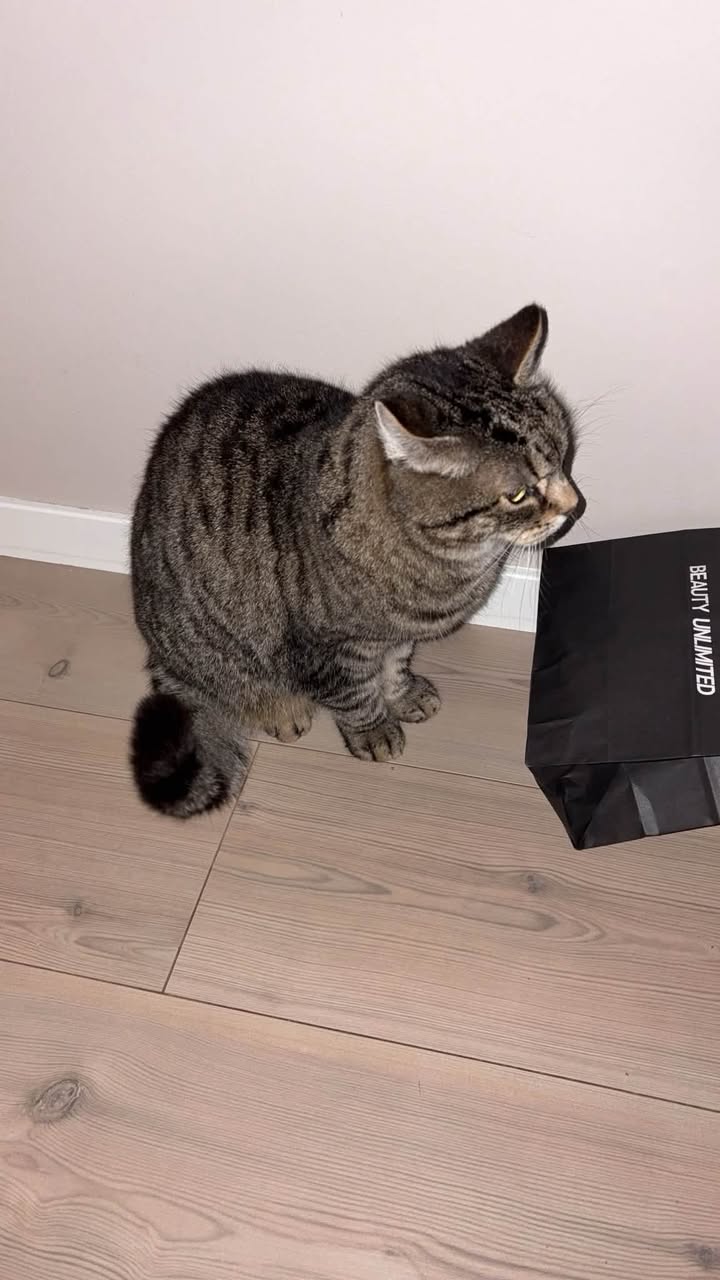 Found cat