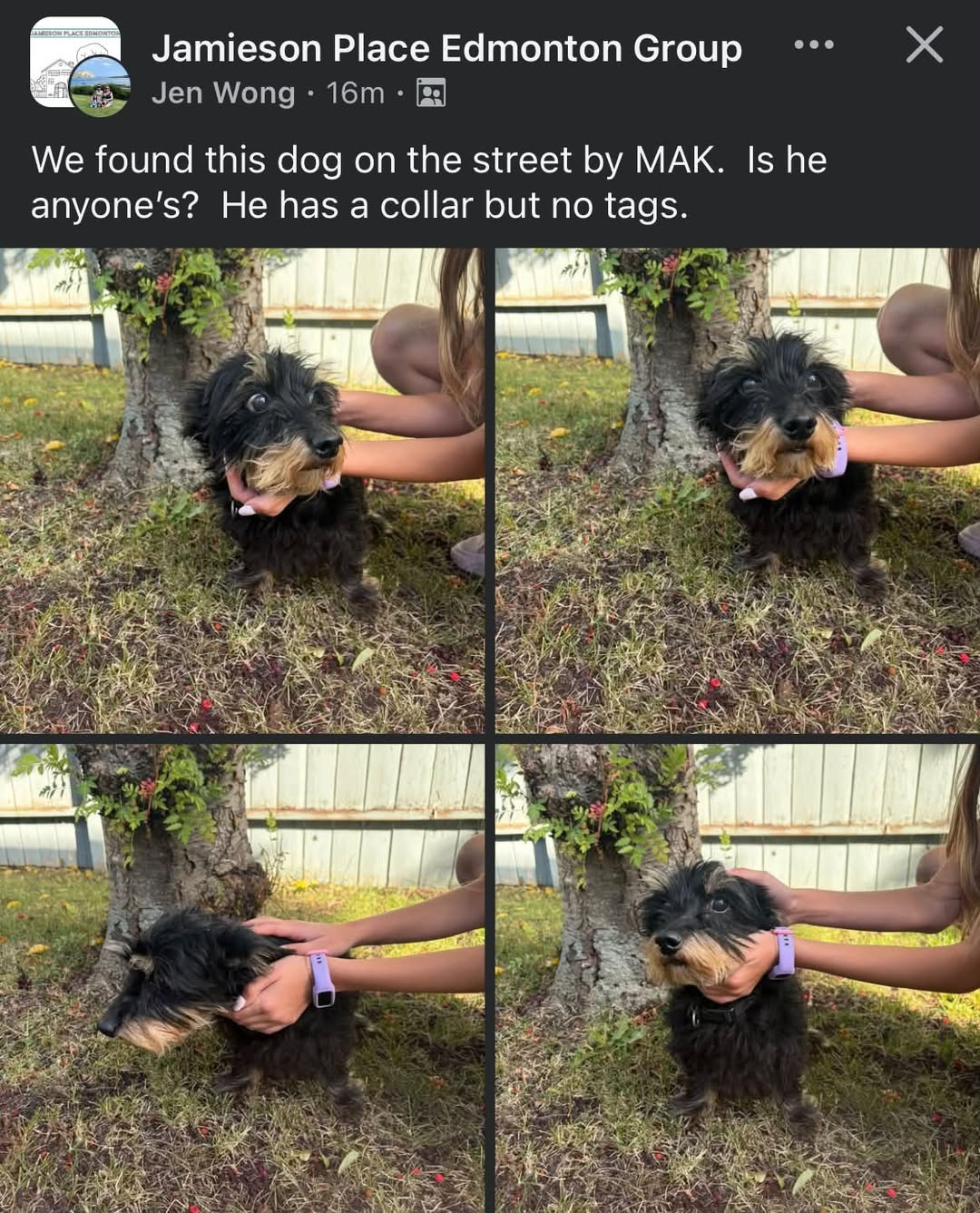 Found dog
