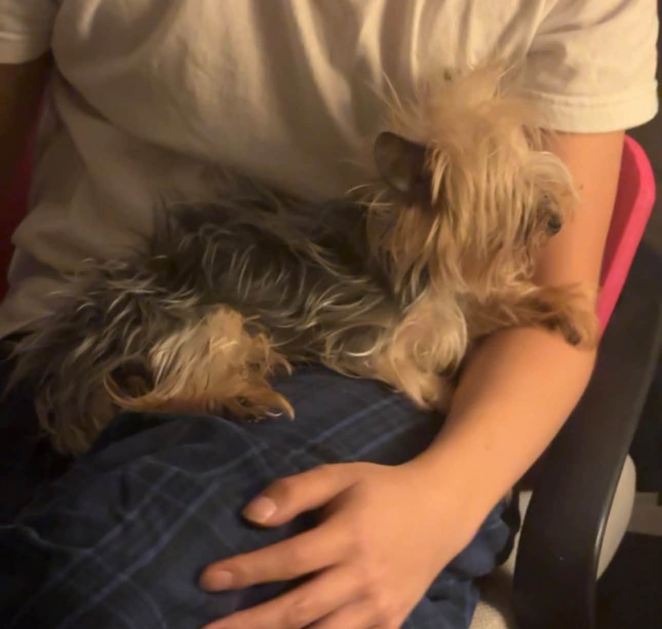 Lost dog
